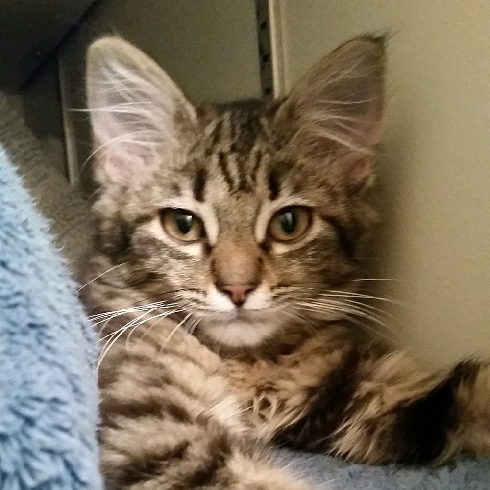 Meet your Posher, Melanie